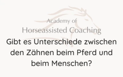 Gibt es Unterschiede zwischen den Zähnen beim Pferd und beim Menschen?