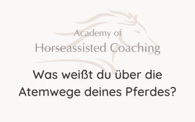 Was weißt du über die Atemwege deines Pferdes?⠀