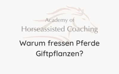Warum fressen Pferde Giftpflanzen?⠀