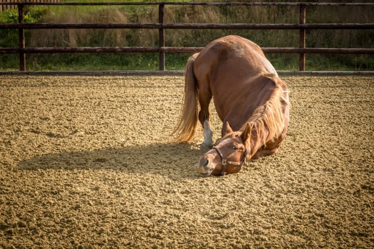 Horseassisted Coaching - Ausbildung zum pferdegestützten Coach 15